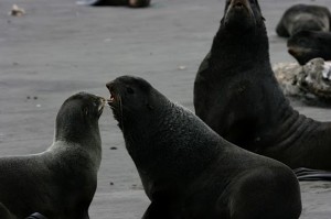 St Paul Seals