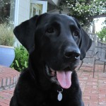 The Big Black Lab, Sherman - wonderdog