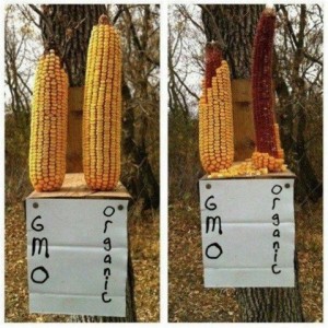 Fake GMO