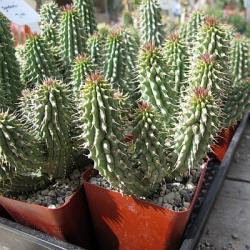 dangers of hoodia