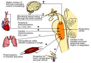 Respiratory Centers of the Medulla and Pons