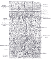 dermatology: skin diagram