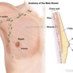 Male Breat Anatomy