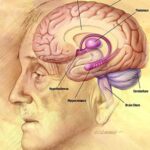 Alzheimer's disease facts and figures