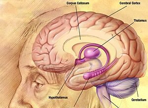 Alzheimer's disease facts and figures