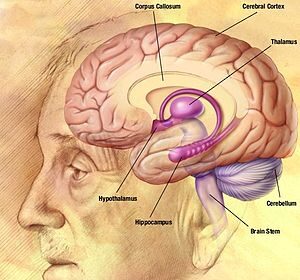 Alzheimer's disease facts and figures
