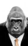  The Mid-Life Crisis Strikes Apes, Too