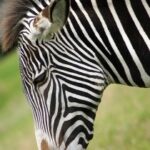find zebra search engine