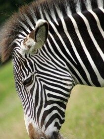 find zebra search engine