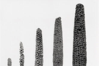 Corn progression