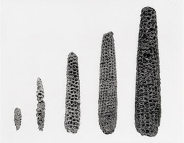 Corn progression