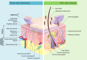 Skin_layers.svg