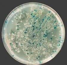 healthcare-acquired infection