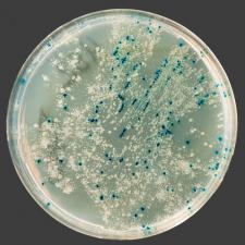  Imposing Order on a Microbial World