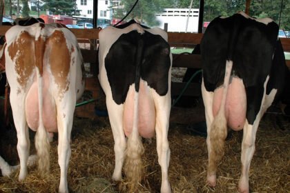 milk facts and myths