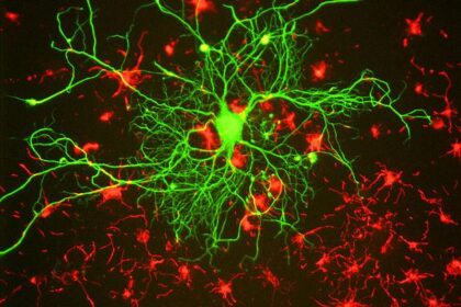 gene mutations and dementia