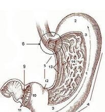 stomach