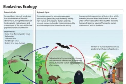 ebola transmission cycle