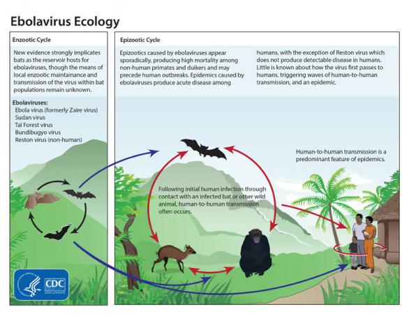 ebola transmission cycle