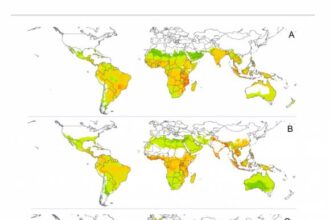 Dengue Vulnerability