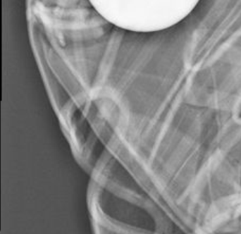  Guess the X-ray – September’s Image Challenge