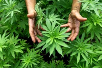 Medical Marijuana