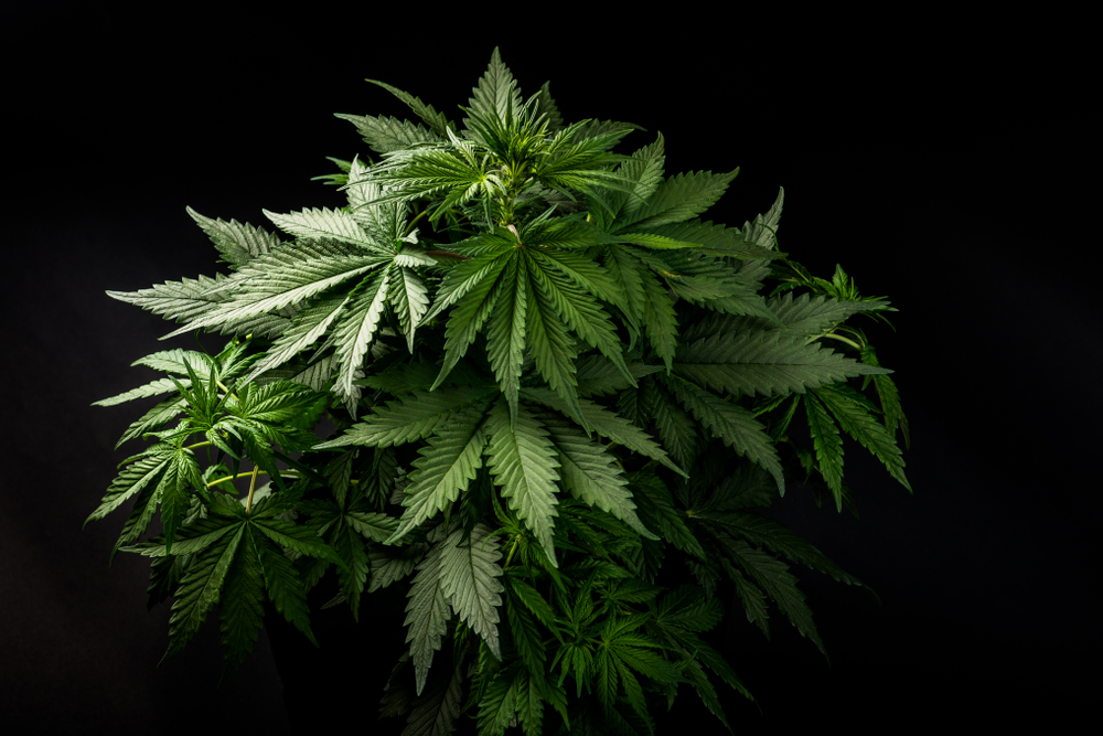  Sativa And Indica: Know About These Cannabis Plants Before Buying