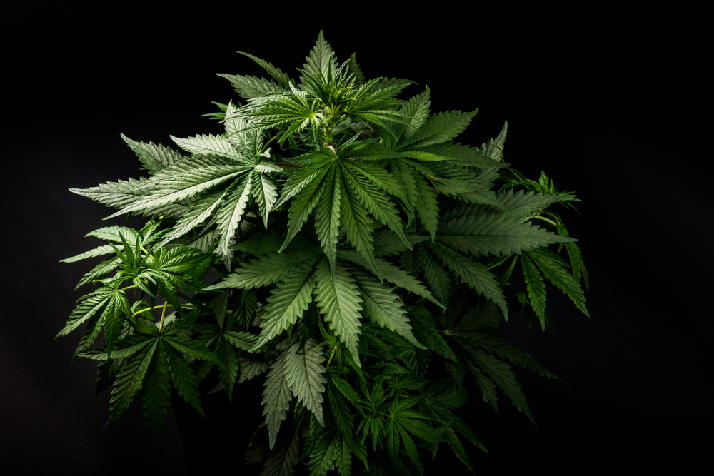 Sativa And Indica: Know About These Cannabis Plants Before Buying