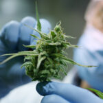 cannabis medical benefits