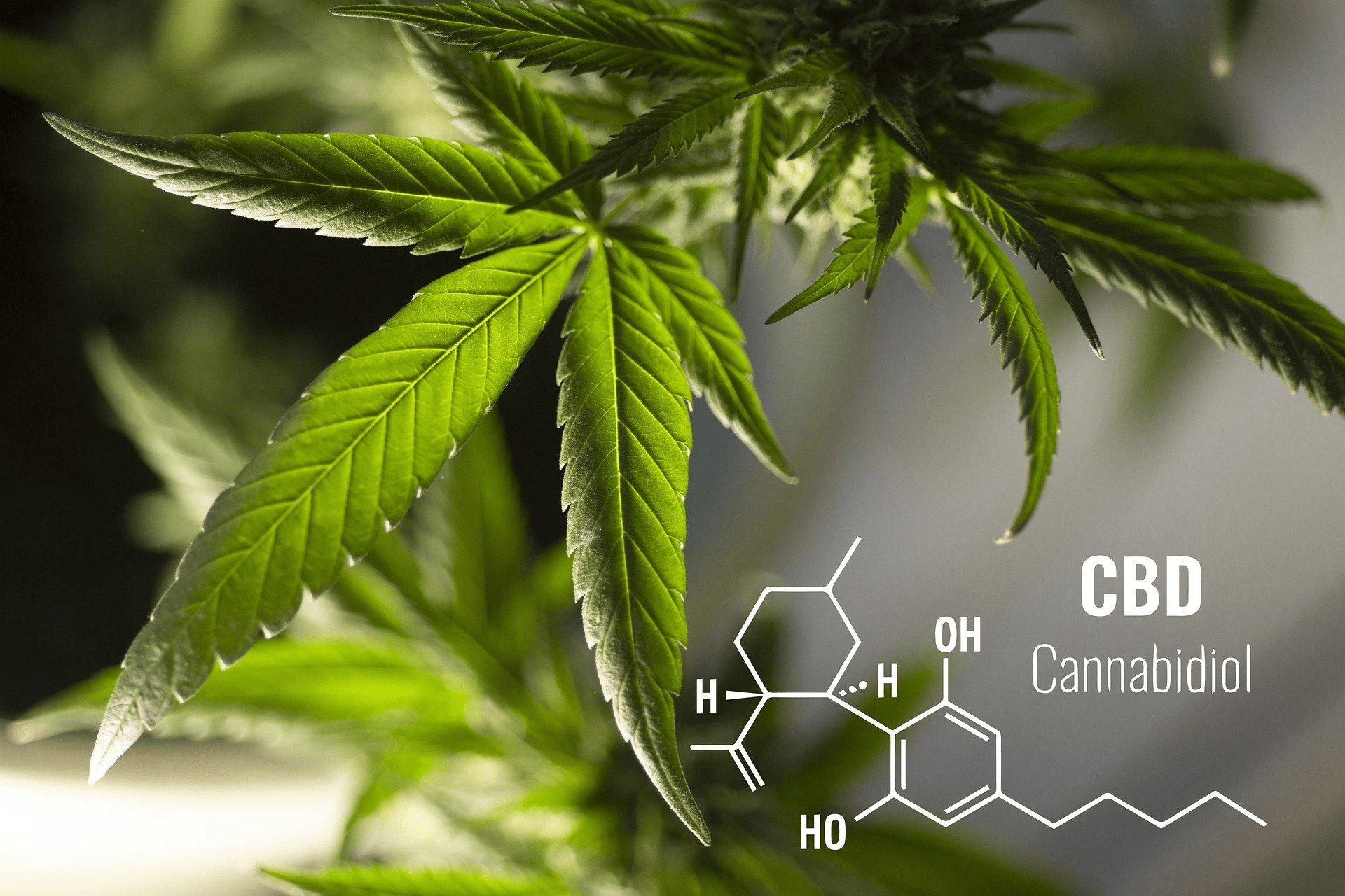 5 Interesting Facts About CBD Softgels 5 Interesting Facts About CBD Softgels