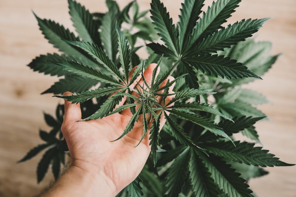  A Medical Marijuana Patient’s Guide to Home Cultivation