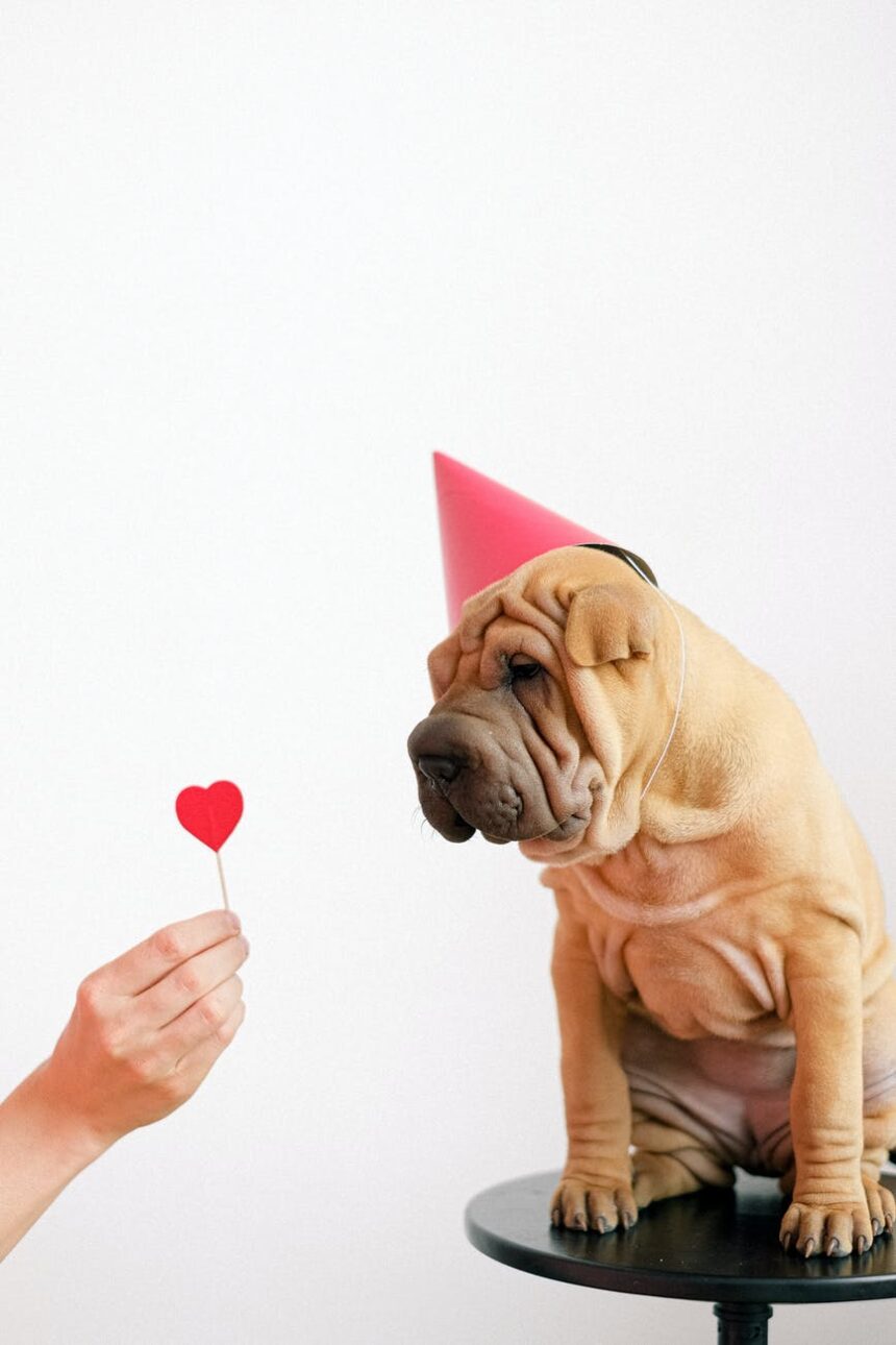 cute puppy wearing a party hat