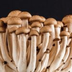 10 Benefits of Buying Mushroom Spores Online