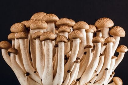 10 Benefits of Buying Mushroom Spores Online