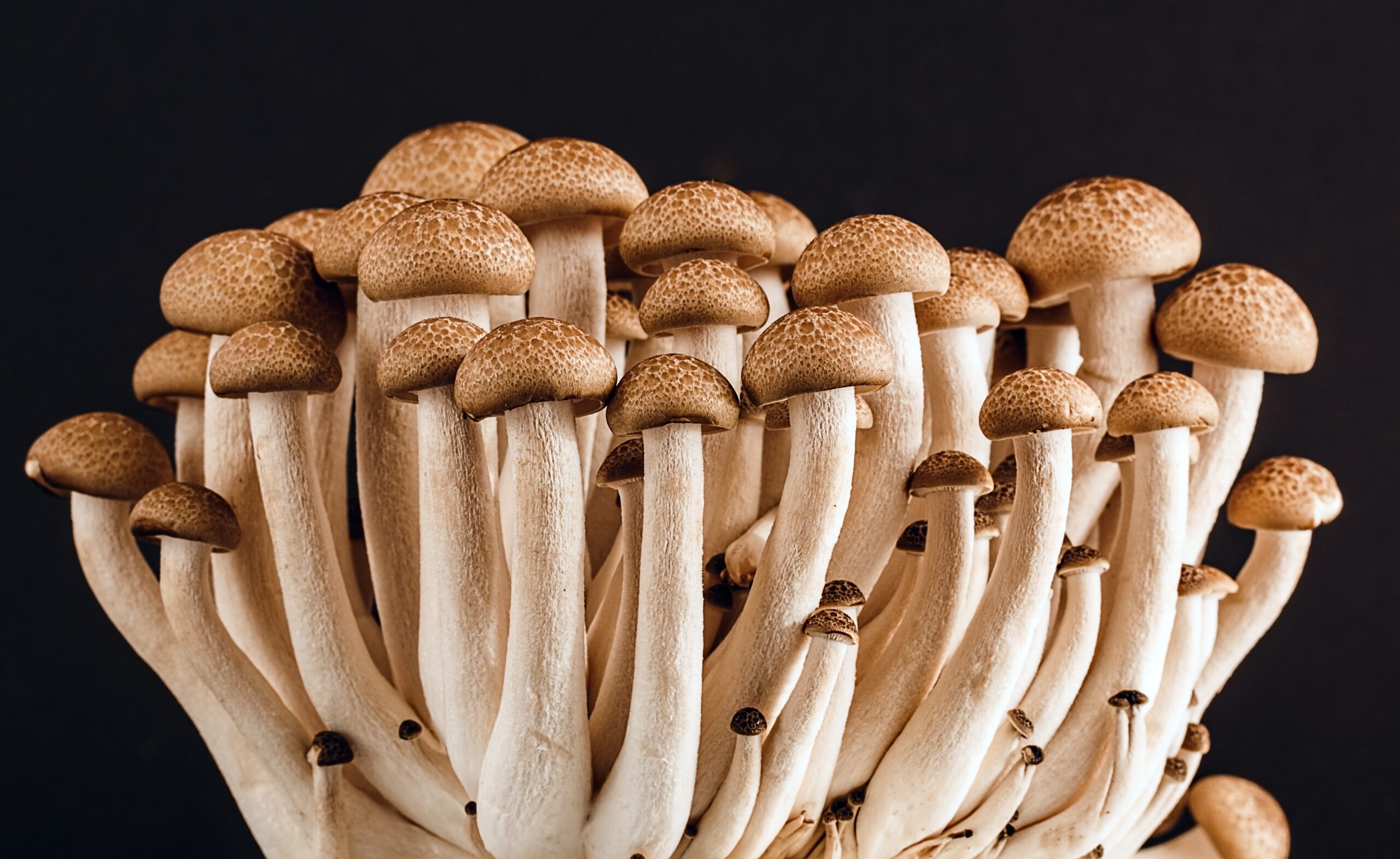 10 Benefits of Buying Mushroom Spores Online