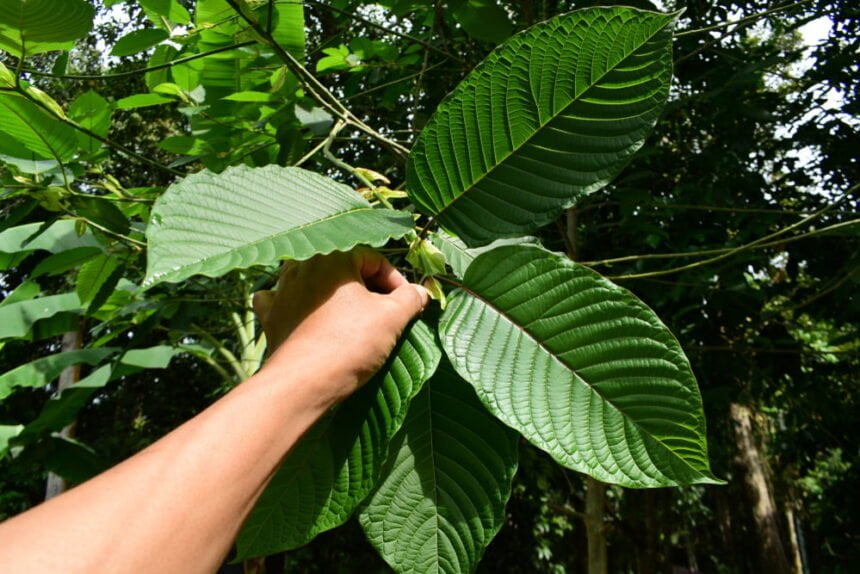 kratom can offer a number of health benefits
