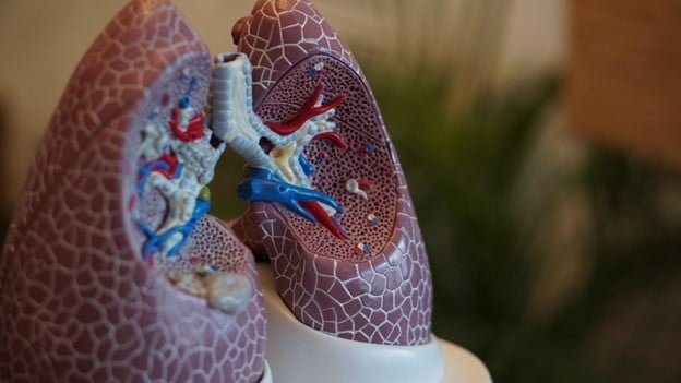 A picture of a 3-D lung diagram used for learning in a medical environment.