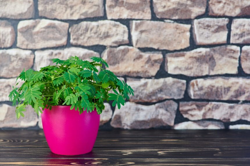 mimosa pudica